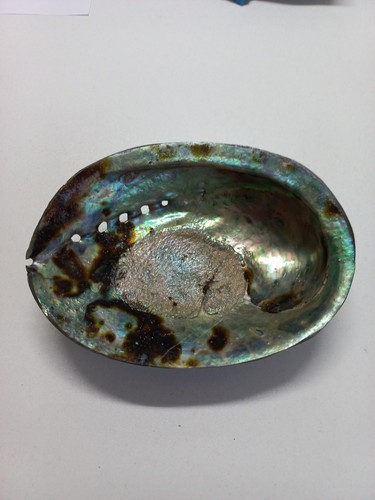 Coquillage ormeau abalone - /,