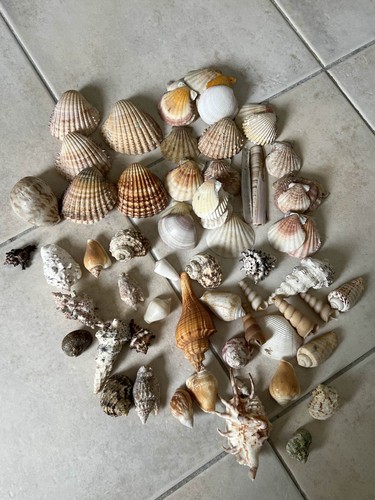 Lot coquillages variés - 80,