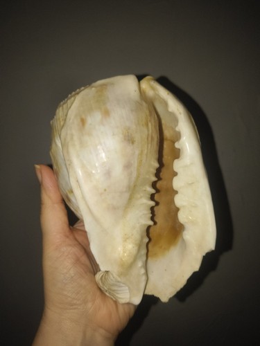 Grande conque africaine lambis - conque,