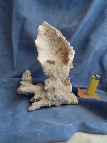 Rare corail sur benitier - corail,
