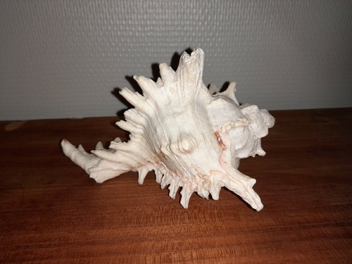 Coquillages lot collection - coquillages,