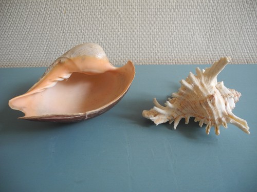 Coquillages cymbium pepo - coquillages,