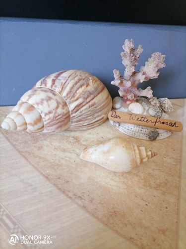 Lot coquillages pour - lot,