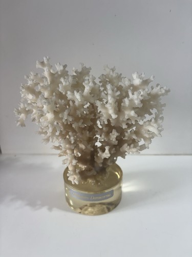 Corail blanc dur pocillopora - corail,