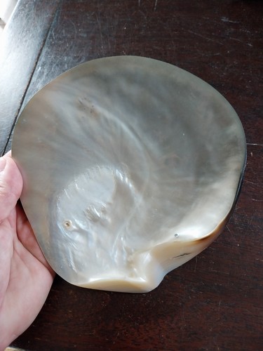 Coquillage huitre perliere - perliere, de