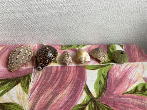 Lot anciens coquillages deco - coquillages,