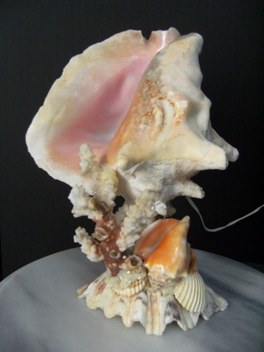 Lampe coquillage bord mer - bord,