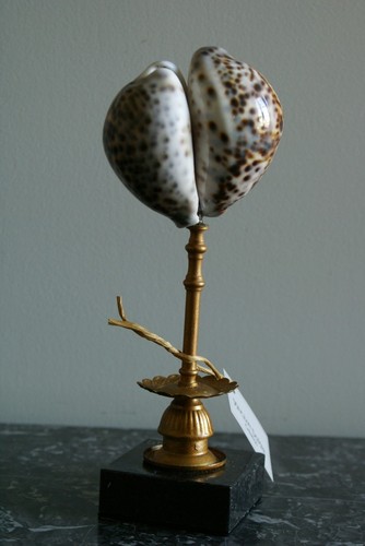 Coquillages mouchetés déco - mouchetés,,