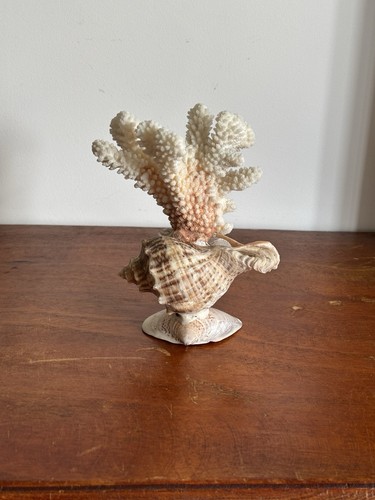 Deco corail sur coquillage - deco,