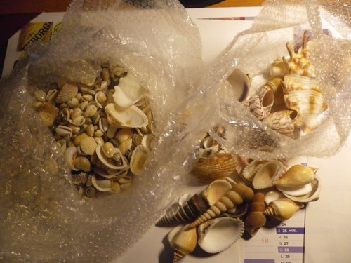 Gros lot coquillages 1 - lot,