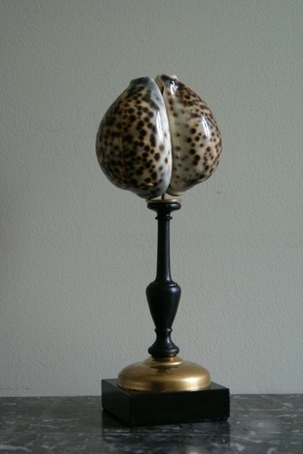 Duo coquillages mouchetés