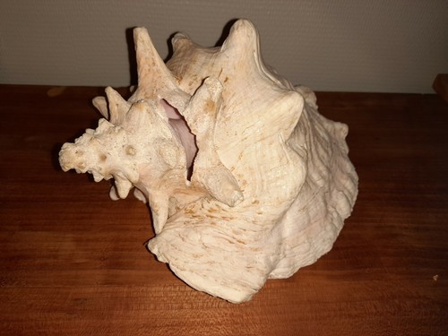 Gros coquillage conque - gros,
