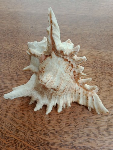 Coquillages collection rare - coquillages, de
