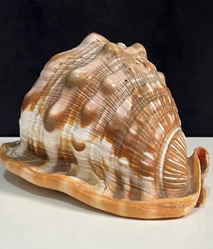 Gros coquillage cassis - gros,