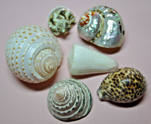 Lot coquillages nacres - lot, de
