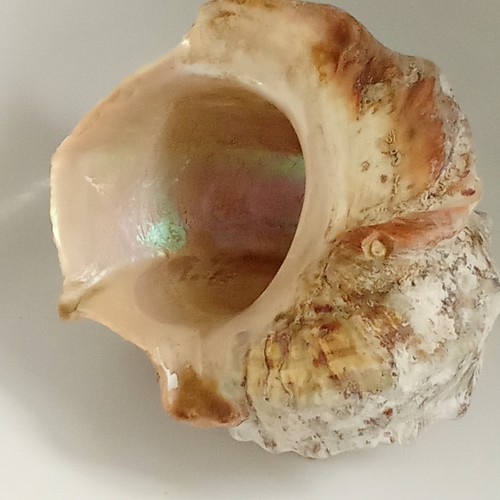 Coquillages collection - coquillages, ou
