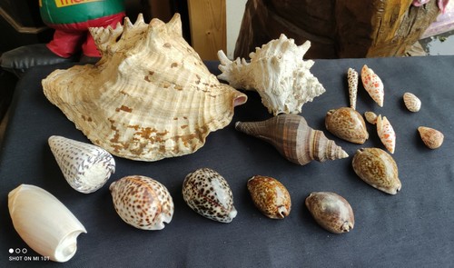 Lot coquillages - 17,