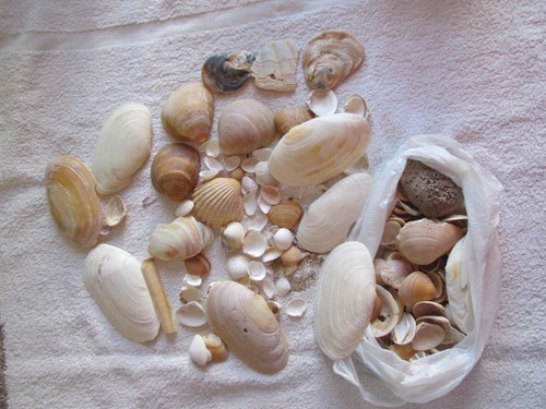 Lot coquillages plage - coquillages,