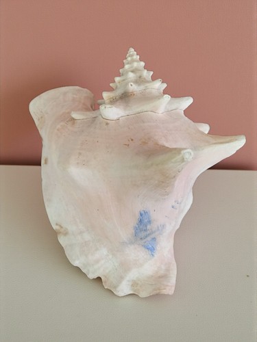 Coquillage décoratif conque